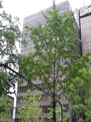 大阪御堂筋　①ビル